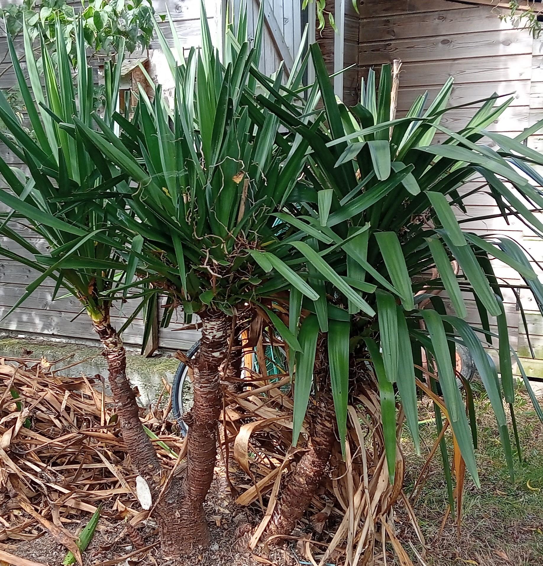 taille d'un yucca