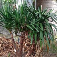 taille d'un yucca